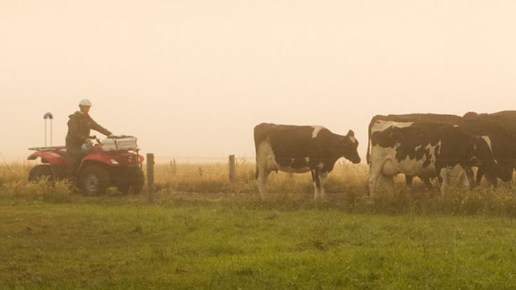 Dairy cows