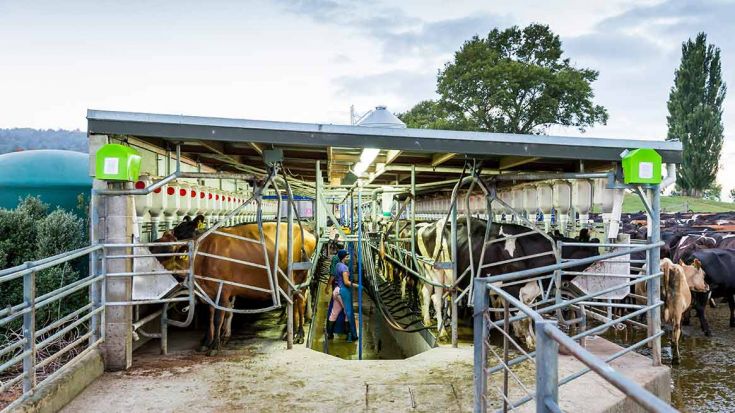 Dairy cows in milking shed 
